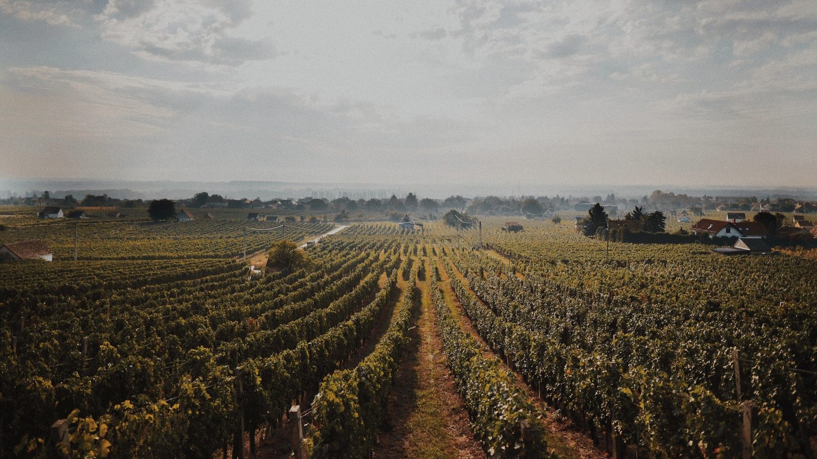 Weinberge in Villány