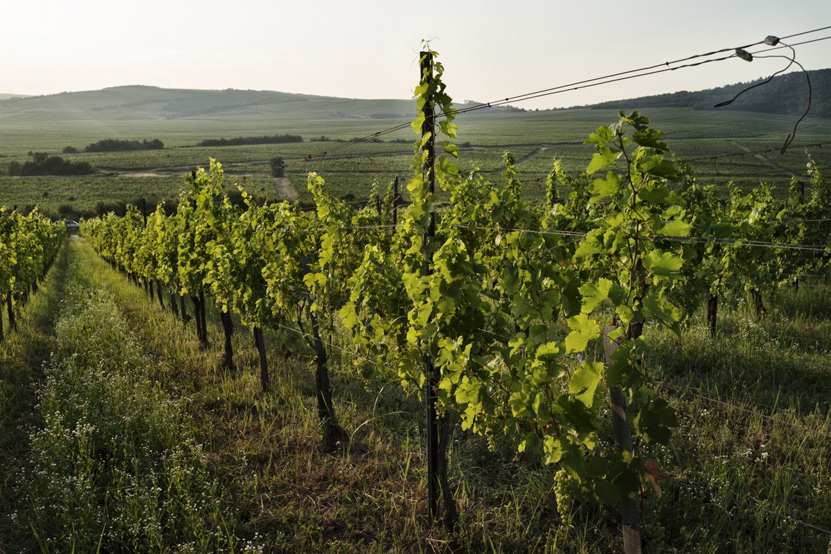 Weinberge in Villány