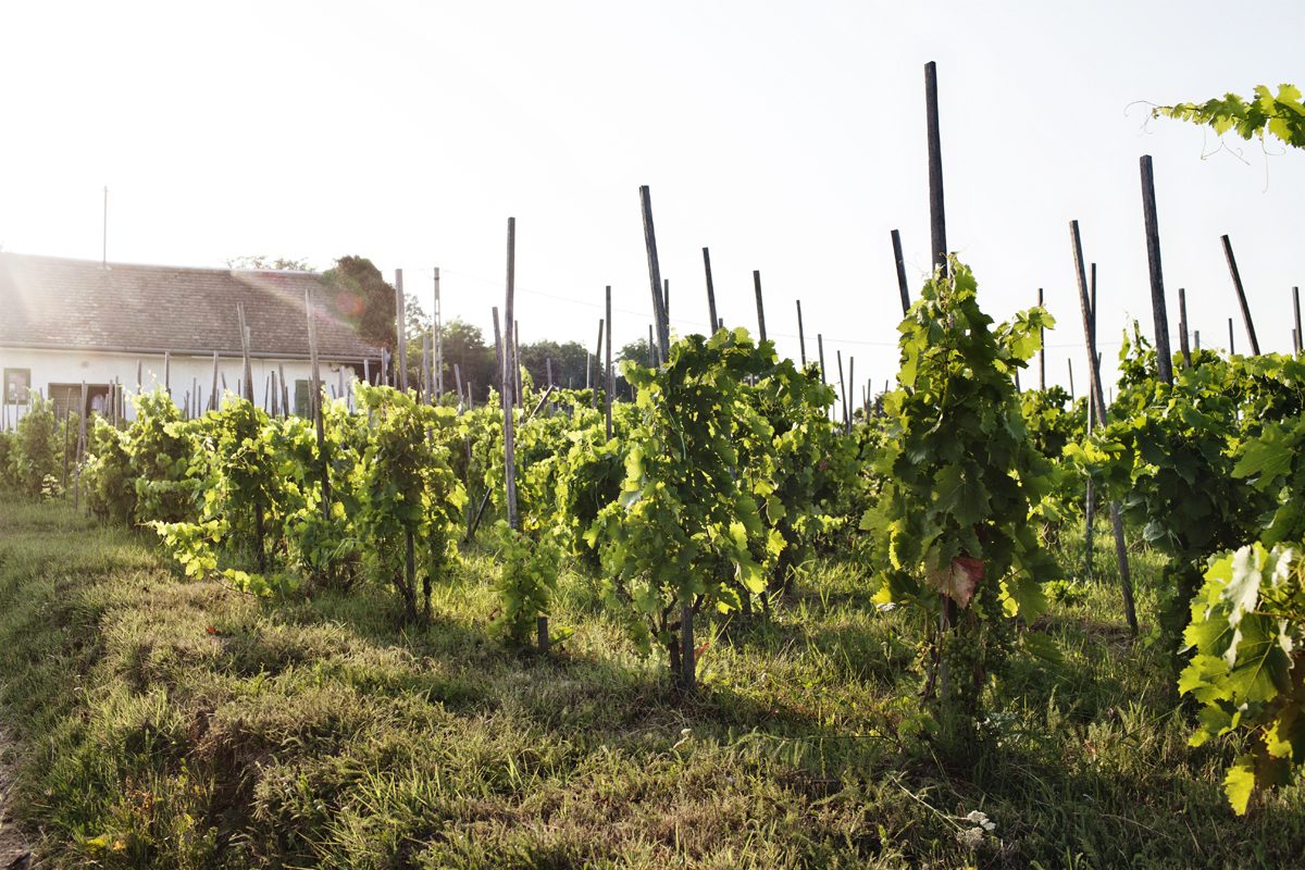 Weinreben in der Natur
